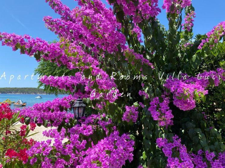 Apartments And Rooms Villa Luci Barbat na Rabu Exterior foto
